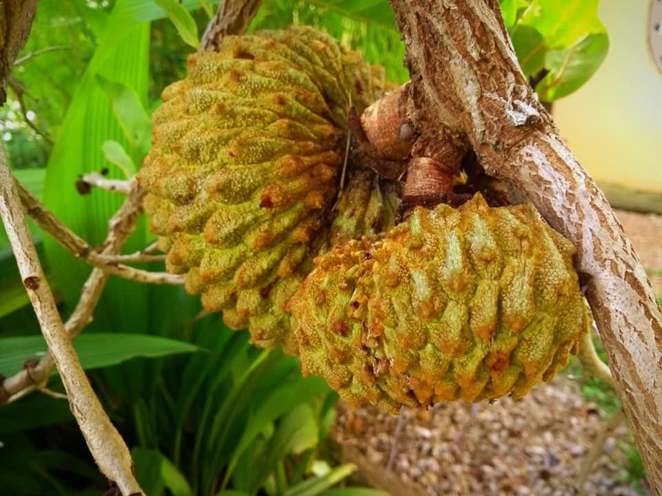 Pousada Paralelo 14 Alto Paraíso de Goiás Exterior foto