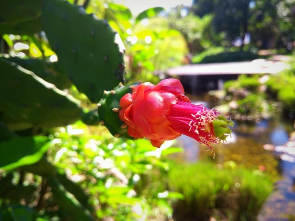 Pousada Paralelo 14 Alto Paraíso de Goiás Exterior foto